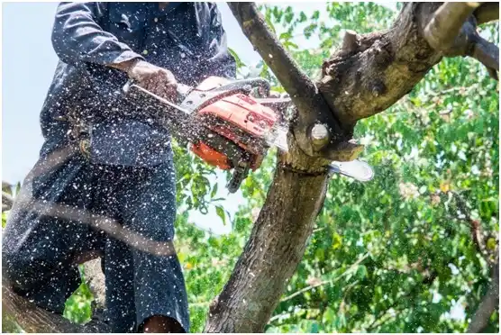 tree services Glidden